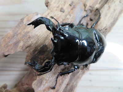 新成虫☆ピンクアイ☆タランドゥスオオツヤクワガタ♂74ミリ♀51