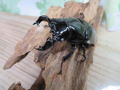 新成虫☆ピンクアイ☆タランドゥスオオツヤクワガタ♂74ミリ♀51