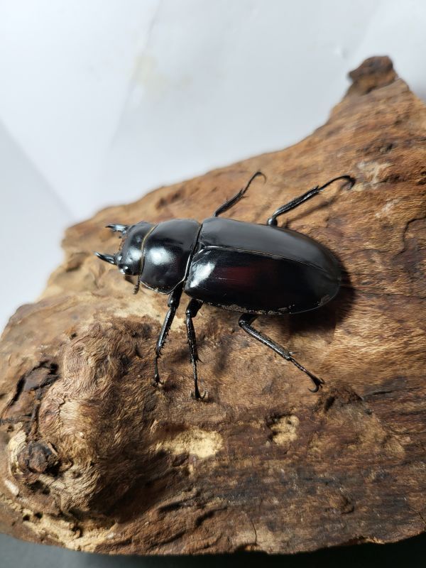 新成虫☆Dibang Valley産☆ウエストウッディ オオシカクワガタ