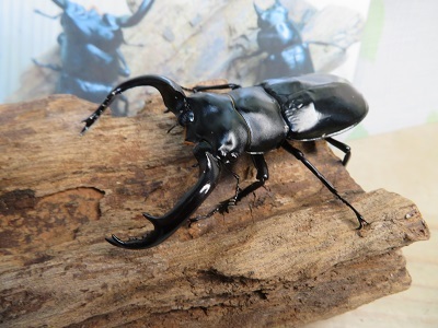 大人気種☆Dibang Valley産☆ウエストウッディ オオシカクワガタ