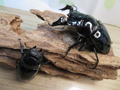 ☆大型新成虫☆タランドゥスオオツヤクワガタ♂83ミリ♀54
