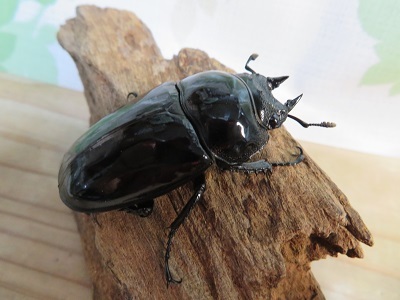 ☆大型新成虫☆タランドゥスオオツヤクワガタ♂83ミリ♀54