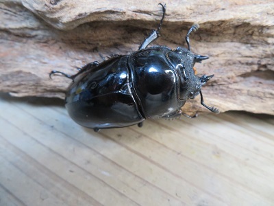 ☆新成虫☆タランドゥスオオツヤクワガタ♂66ミリ♀52ミリペア＋