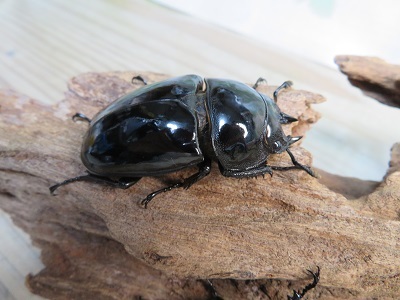 ☆新成虫☆タランドゥスオオツヤクワガタ♂66ミリ♀52ミリペア＋