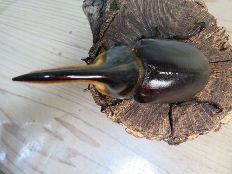 ☆大型新成虫☆サタンオオカブト♂98ミリ♀フリーサイズペア販売