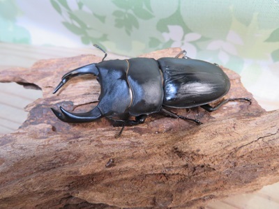 国産オオクワガタ 阿古谷 76ミリペア - クワガタ横丁