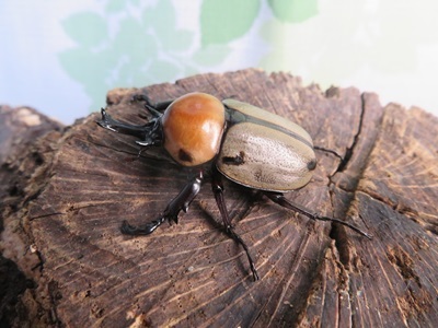 ☆新成虫☆ヨツボシヒナカブト♂39ミリ♀フリーサイズ別血統ペア